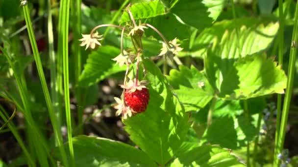 Fresa Silvestre Fresa Del Bosque Fresa Alpina Fresa Los Cárpatos — Vídeos de Stock