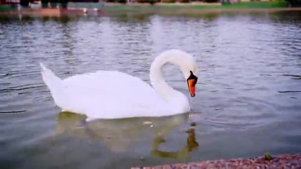 街の湖で白鳥のパンを食べる — ストック動画