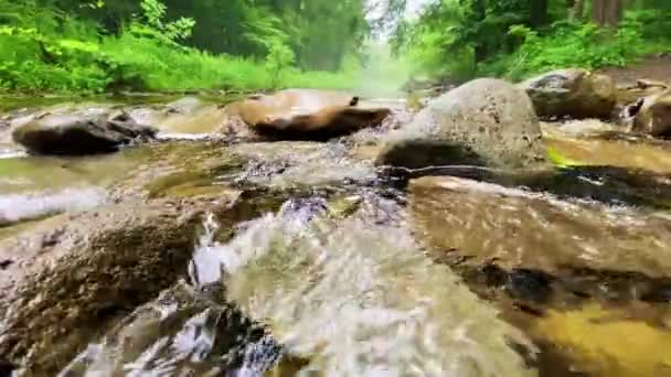 Vissen Stroom Slow Motion Catskill Mountains Tijdens Zomer Catskills Maken — Stockvideo