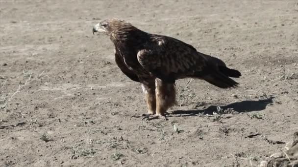Alimentación Del Águila Parque Nacional Del Serengeti Tanzania Portátil — Vídeo de stock