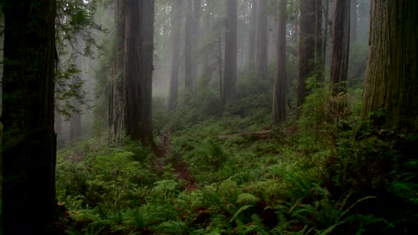 Турист Damnation Creek Redwoods National Park Калифорния — стоковое видео