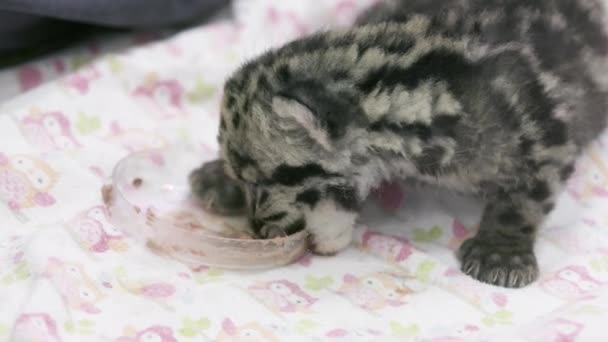 Cucciolo Leopardo Nuvoloso Affamato Che Mangia Piatto — Video Stock