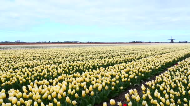 Panshot Über Gelbe Tulpenfelder Tulipa Mit Windmühle Hintergrund — Stockvideo