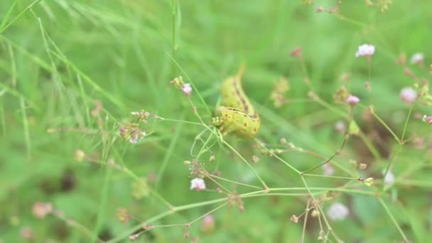 White Lined Sphinx Moth Caterpillar Feeding Field Wildflowers Bokeh Background — Vídeo de Stock