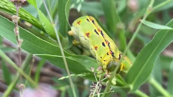 Macro Plan Une Chenille Sphinx Bordée Blanc Nourrissant Herbe — Video