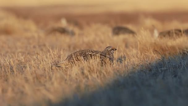 Samice Sharp Tailed Tetřívka Ležící Trávě Pole Skrývající Maskovací Peří — Stock video