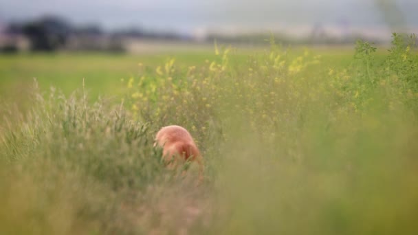 濃い背の高い草の中に隠れているデンの近くの大人の赤いキツネ ボケ低い角度 カナダ野生動物 — ストック動画