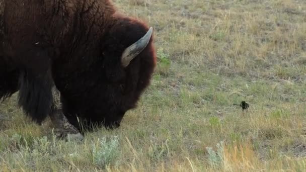 美洲野牛在草地上吃草 头靠得很近 长着角 草地国家公园 — 图库视频影像