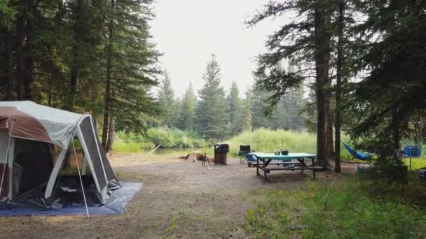 Camping Tent Het Bos Buurt Van Rivier Pannen — Stockvideo