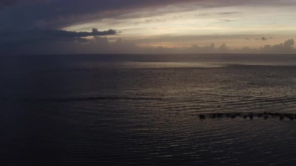 Caméra Survole Des Palmiers Silhouettés Dessus Océan Des Caraïbes Coucher — Video