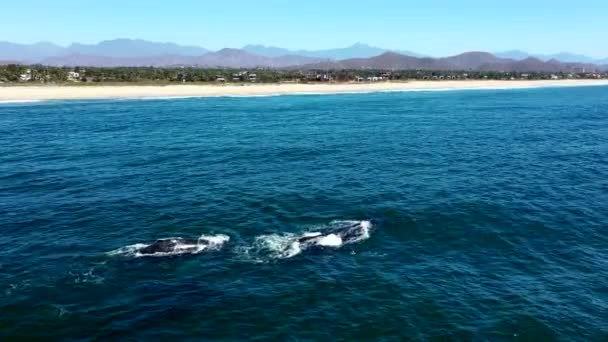 Ballenas Grises Soplando Respirando Mientras Nadan Océano Pacífico Pescadero México — Vídeo de stock