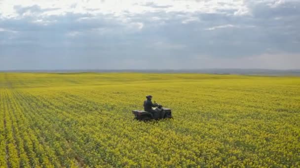 Rolnik Quadzie Przejeżdżający Przez Żółte Pole Gorczycy Sprawdzanie Upraw Saskatchewan — Wideo stockowe