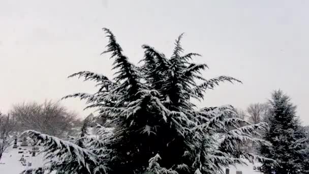 Der Winter Schneit Drohne Steigt Über Einen Schneebedeckten Baum Und — Stockvideo