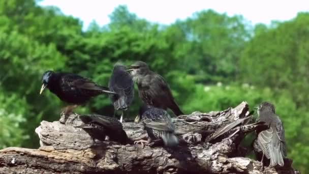 Szpaki Zwyczajne Karmiące Młode Przy Stole Dla Ptaków Wiejskim Tłem — Wideo stockowe