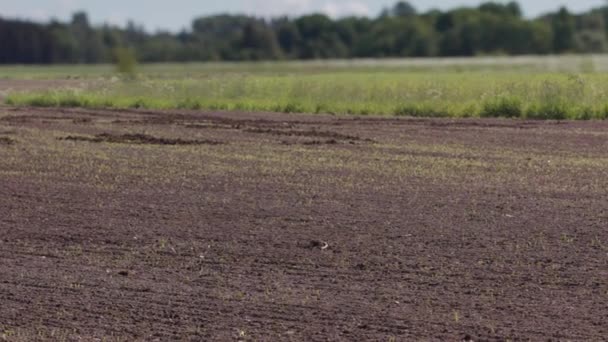 Monat Timelapse Pan Von Nahrungspflanzen Die Von Einem Gepflügten Feld — Stockvideo