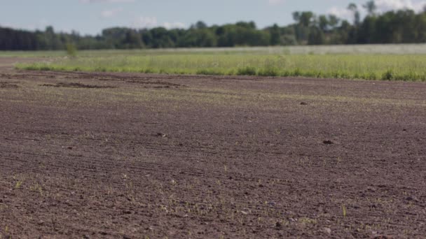 Tempo Meses Duas Culturas Alimentícias Que Crescem Partir Campo Cultivado — Vídeo de Stock