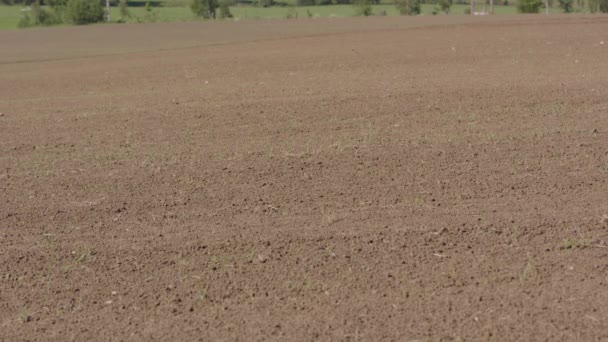 Mês Fechar Closeup Solo Cultivado Voltando Para Culturas Saudáveis Cultivadas — Vídeo de Stock