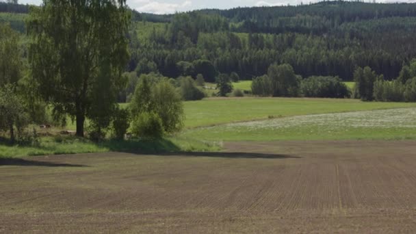 Två Month Timelapse Zoom Gröda Fält Som Växer Till Liv — Stockvideo