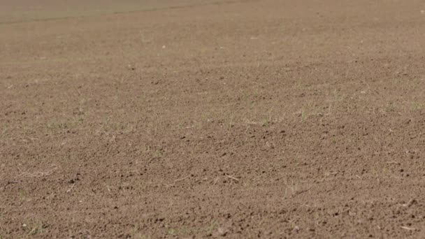 Mes Closeup Pan Timelapse Suelo Arado Que Convierte Cultivos Sanos — Vídeo de stock