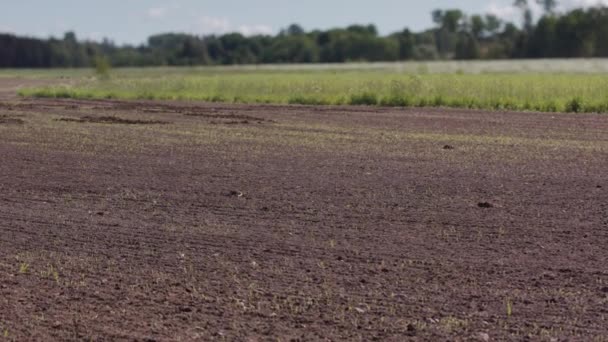 Zoom Tiempo Mes Los Cultivos Alimentarios Que Crecen Campo Labrado — Vídeo de stock