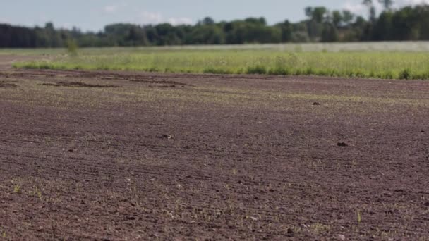 Zoom Tiempo Mes Los Cultivos Alimentarios Que Crecen Campo Labrado — Vídeos de Stock