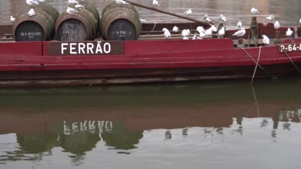 Kłótnia Mew Siedzących Starej Łodzi Rabelo Beczkami Wina Portowego Douro — Wideo stockowe