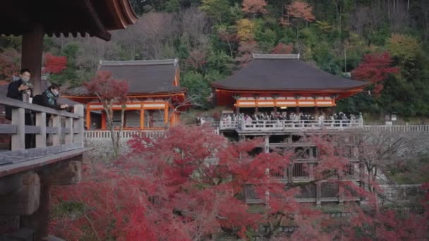 秋の清水寺 背景の赤いカエデの木 — ストック動画