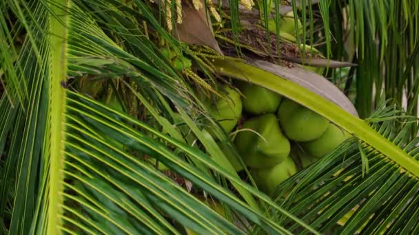 ベトナムで若い緑のココナッツと木の静的なショット — ストック動画