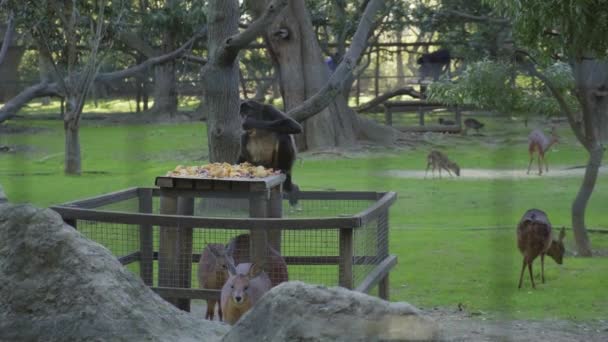 Hirsche Und Makaken Fressen Metallgittergehege Des Zoos — Stockvideo