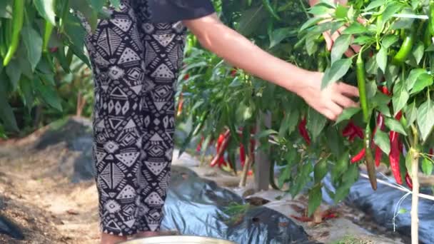 Μεξικανή Αγρότισσα Μαδάει Ώριμες Κόκκινες Πιπεριές Τσίλι Από Φυτά Και — Αρχείο Βίντεο