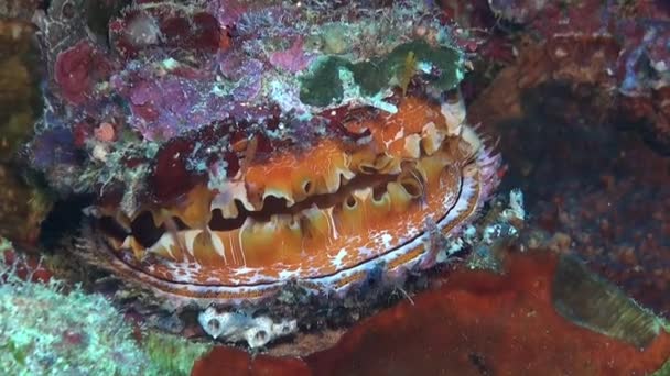 Orange Spiny Oyster Spondylus Varius Коралових Рифах Філіппін — стокове відео