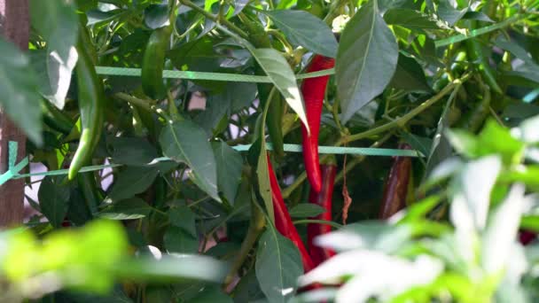 Maduración Cosecha Pimiento Rojo Chile Primer Plano Invernadero Policontúnel — Vídeos de Stock