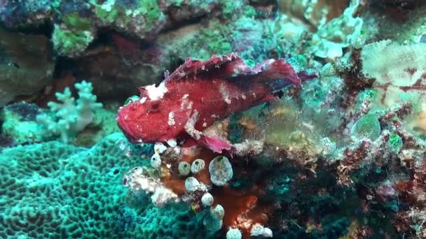 Roze Schorpioenvis Taenianotus Triacanthus Koraalrif — Stockvideo