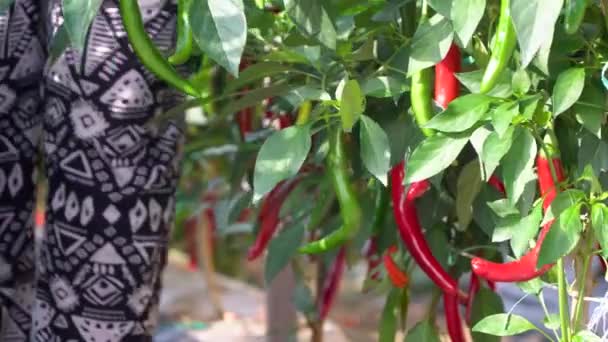 農家の手を取り出し コショウ植物の低木から赤唐辛子を収穫する — ストック動画