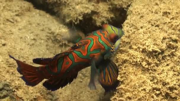 Мандаринская Рыба Synchiropus Splendidus Закрывается Песчаных Коралловых Скалах — стоковое видео