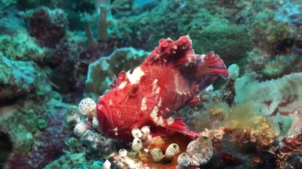 Růžové Listy Scorpionfish Taenianotus Triacanthus Zblízka Korálovém Útesu — Stock video