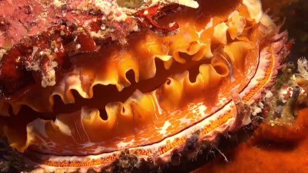 Orange Thorny Oyster Spondylus Varius Σούπερ Κοντινό Πλάνο — Αρχείο Βίντεο