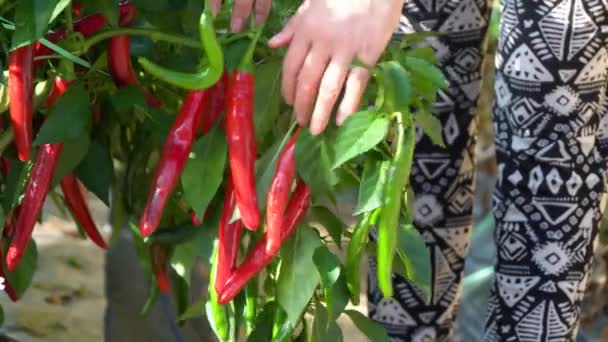 Κηπουρός Κοπής Κόκκινες Πιπεριές Τσίλι Από Τον Μίσχο Στον Κήπο — Αρχείο Βίντεο