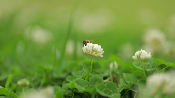 Abeja Miel Recogiendo Polen Una Flor Blanca Luego Volando — Vídeos de Stock