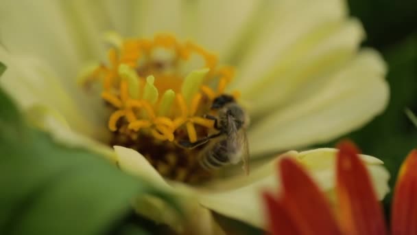 Honingbij Verzamelen Stuifmeel Van Een Gele Bloem — Stockvideo