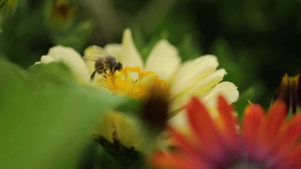 花粉を集める黄色い花のミツバチ — ストック動画