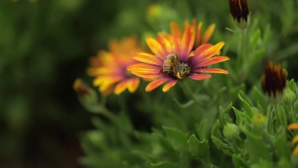 egy mézelő méh makrója virágport gyűjt, majd lassan elrepül.