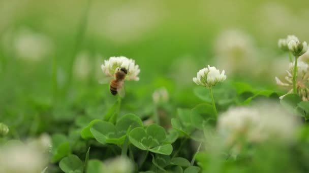 蜜蜂在白花中采蜜 — 图库视频影像