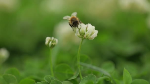 Макрос Медової Бджоли Збирає Пилок Маленької Білої Квітки — стокове відео