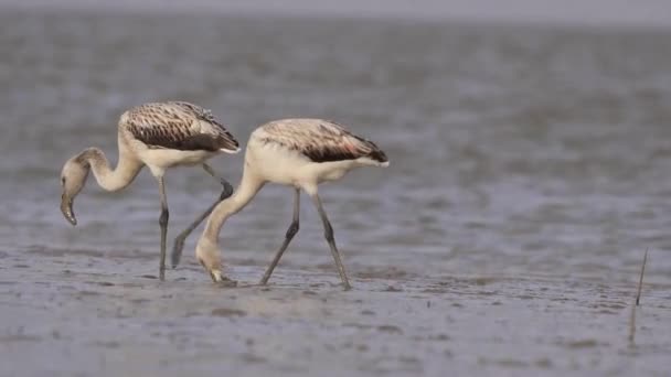 3少年チリフラミンゴがプランクトンの餌やりをし アルカリ性泥水で餌やりをする — ストック動画