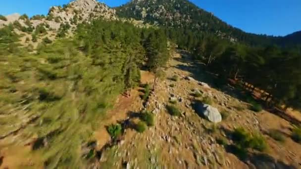 Fpv Drone Repül Közvetlenül Fenyőfák Tetején Egy Sziklás Hegyen Kék — Stock videók