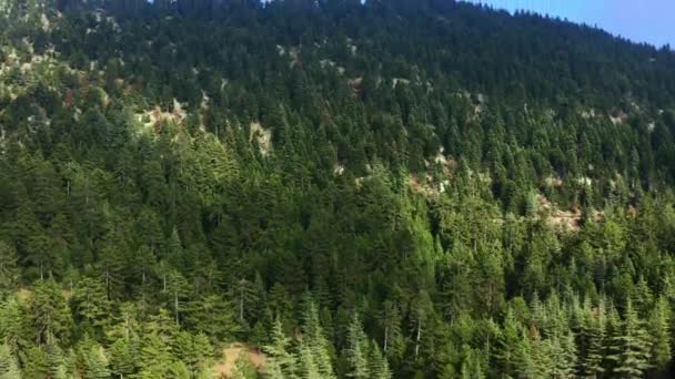 Drohnen Fliegen Auf Grüne Kiefern Auf Einem Berg Und Blauer — Stockvideo