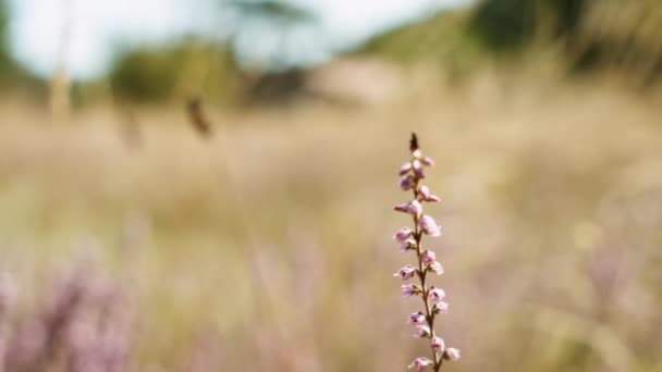 Flor Salvaje Con Brotes Púrpura Floración Paisaje Salvaje Con Fondo — Vídeos de Stock