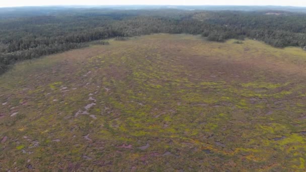 Mire Nin Hava Görüntüsü Wetland Daki Tesisleri Kırsal Bölgedeki Orman — Stok video