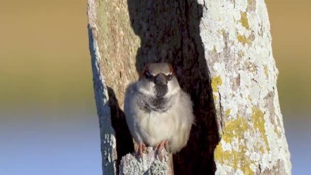 一只家养麻雀坐在枯树下飞走的特写镜头 — 图库视频影像
